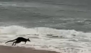 Mystery macropod spotted wave jumping at South Narrabeen Beach