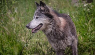 Western Athens residents warned over grey wolf spotted on streets