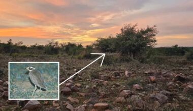 Scrubland at dusk in Andhra Pradesh where Jerdon’s courser was recorded, with inset of the critically endangered bird.