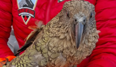 Kea 'unimpressed' at being trapped in water tank