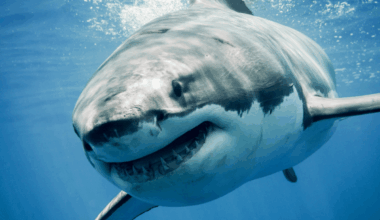Largest Great White Shark Ever Tagged In The Atlantic Resurfaces Near Florida Coast