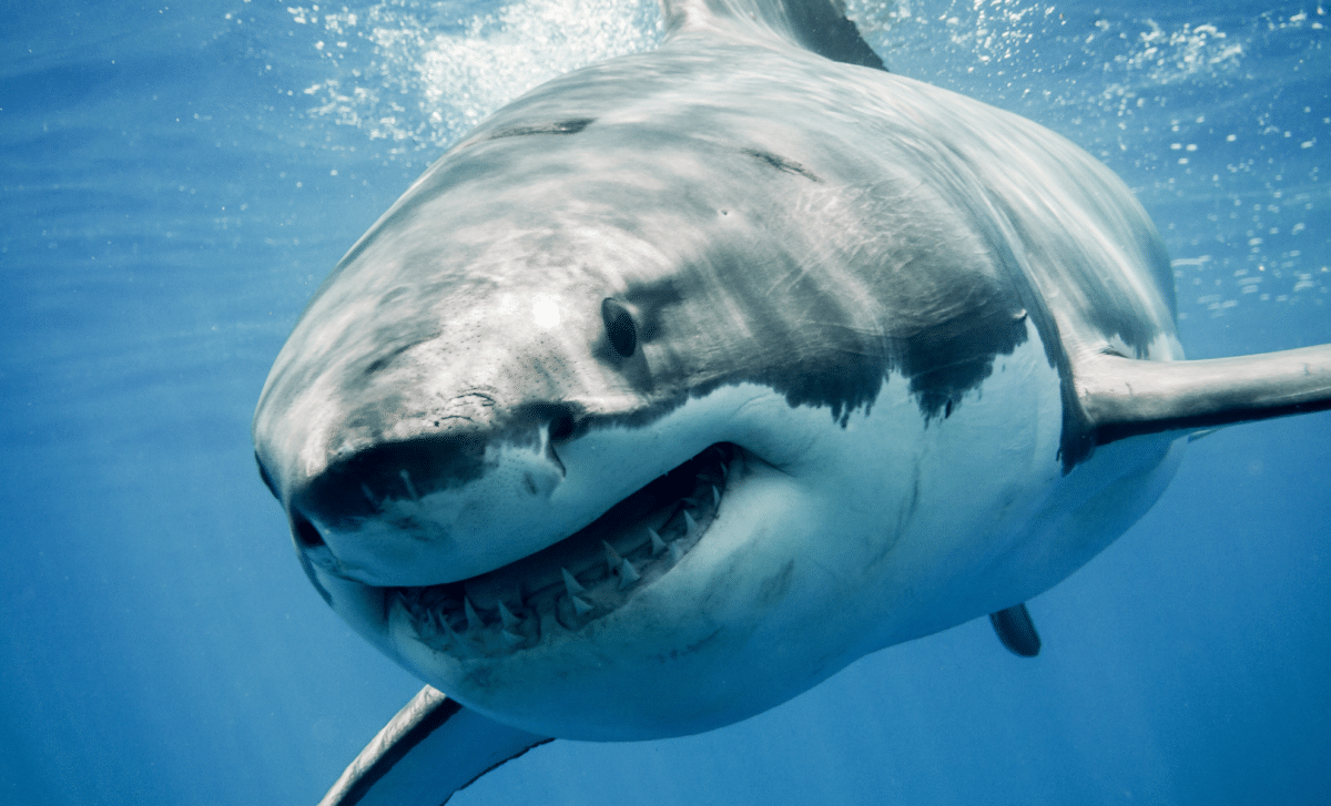 Largest Great White Shark Ever Tagged In The Atlantic Resurfaces Near Florida Coast