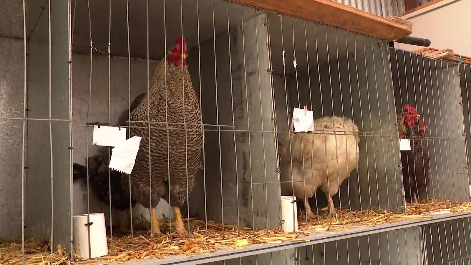 Chickens in individual cages.