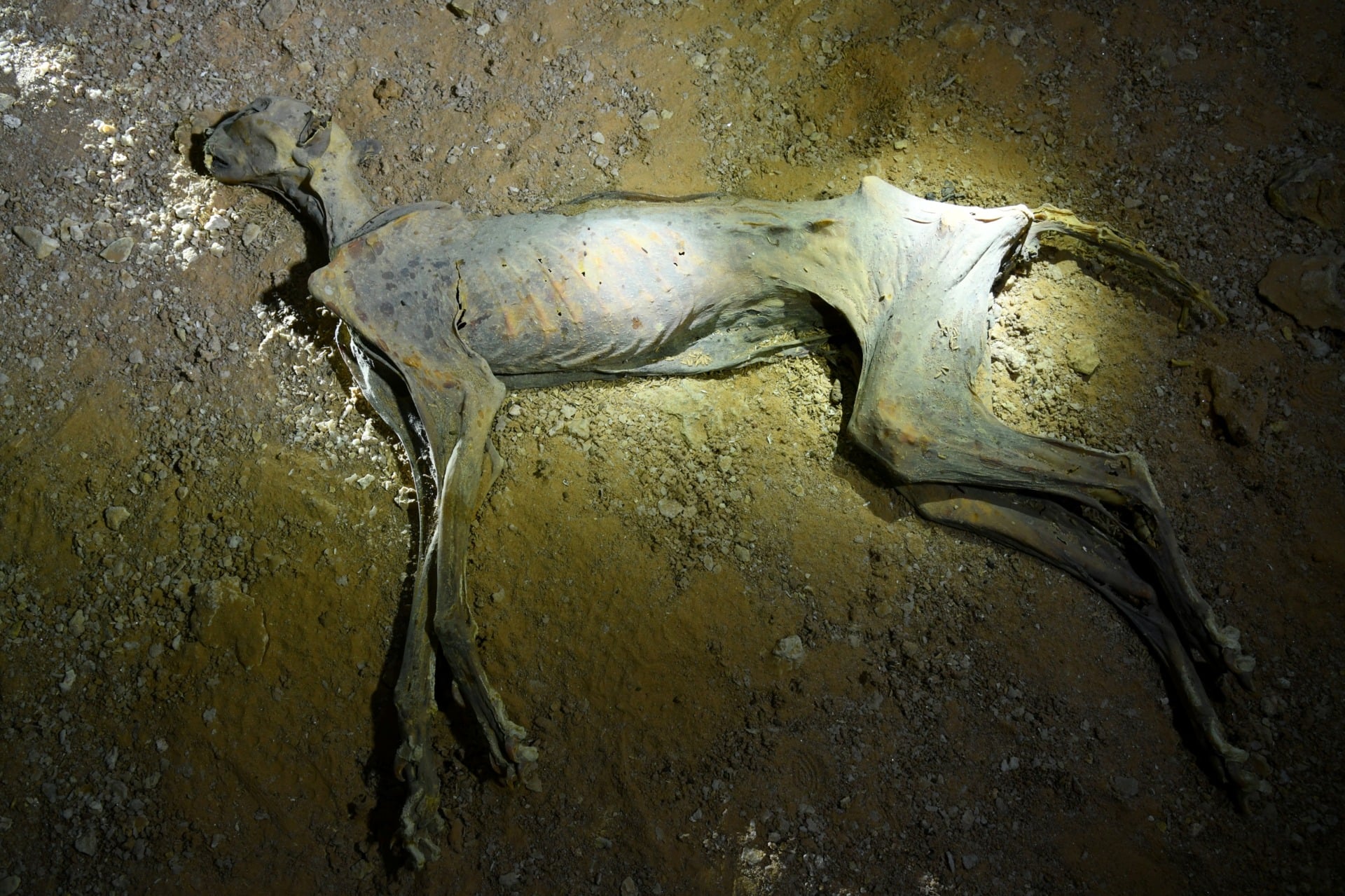 Mummified Cheetah In Cave