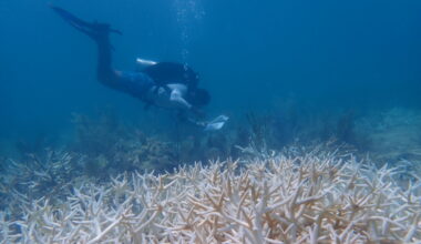 AI Model Aids Early Coral Bleaching Alerts