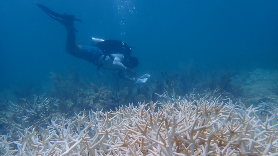 AI Model Aids Early Coral Bleaching Alerts