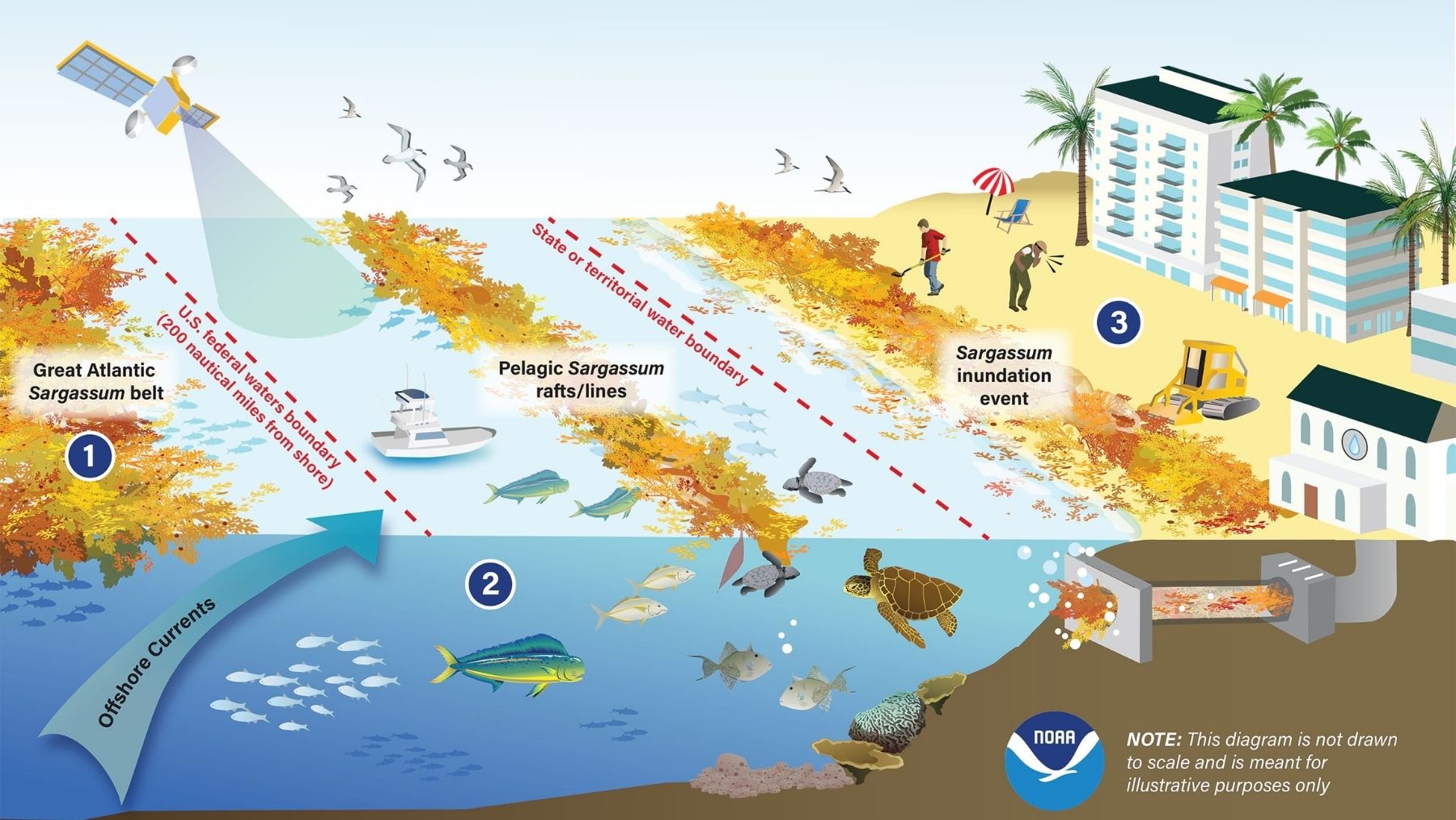 noaa sargassum from sea to shore infographic great atlantic sargassum belt