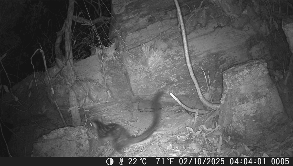 Endangered "Northern Native Cat" Captured On Camera For The First Time In 80 Years At Australian Sanctuary