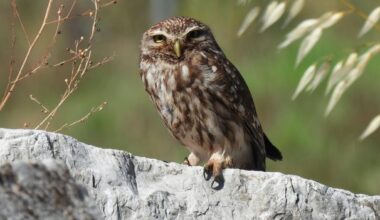 The animals saved in Greece's ancient accidental 'arks'