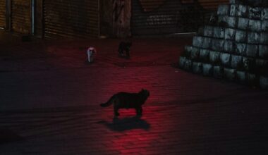 PPP After Dark: Late night activities