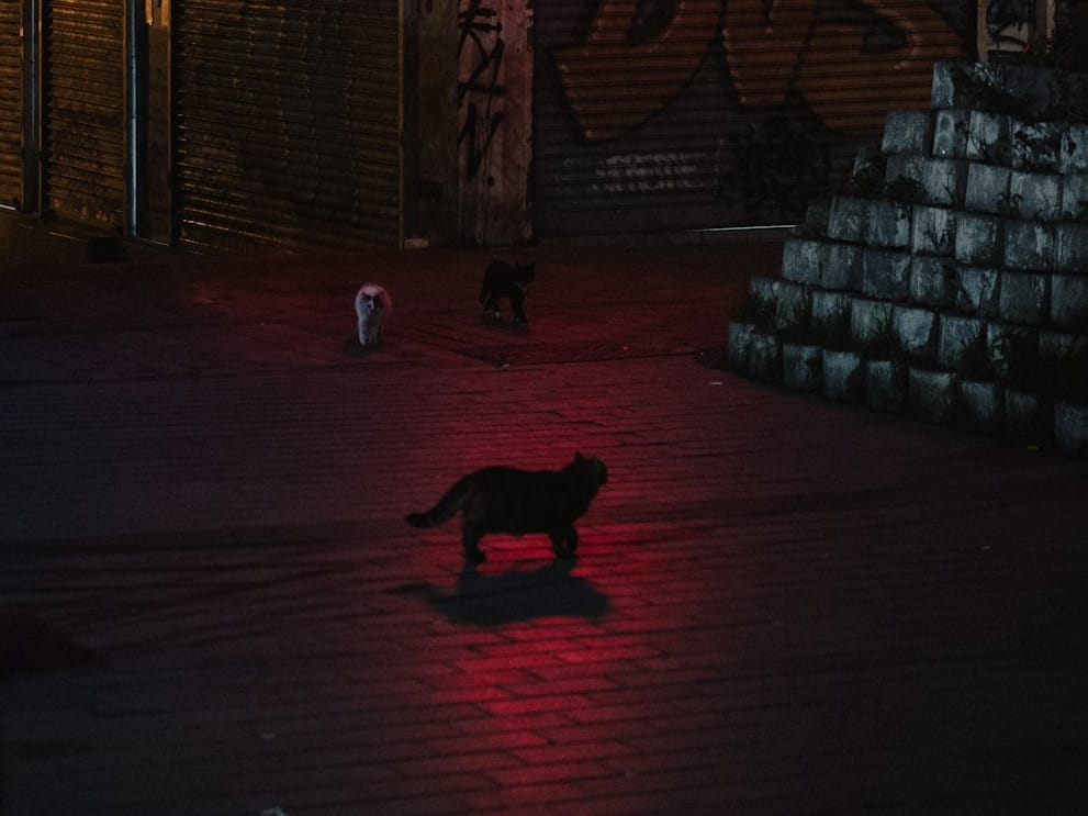 PPP After Dark: Late night activities