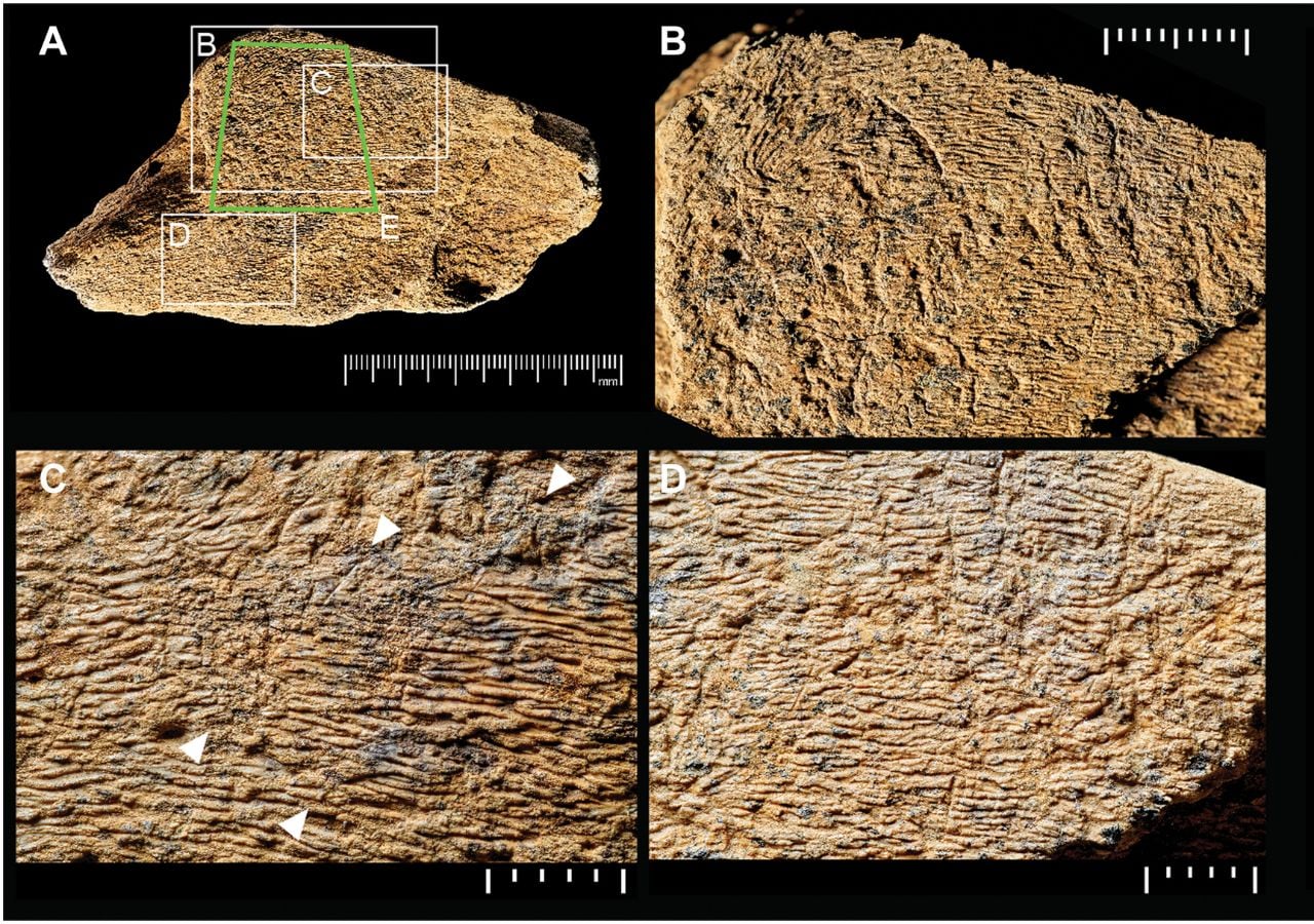 Photographs of battered areas of the elephant cortical bone