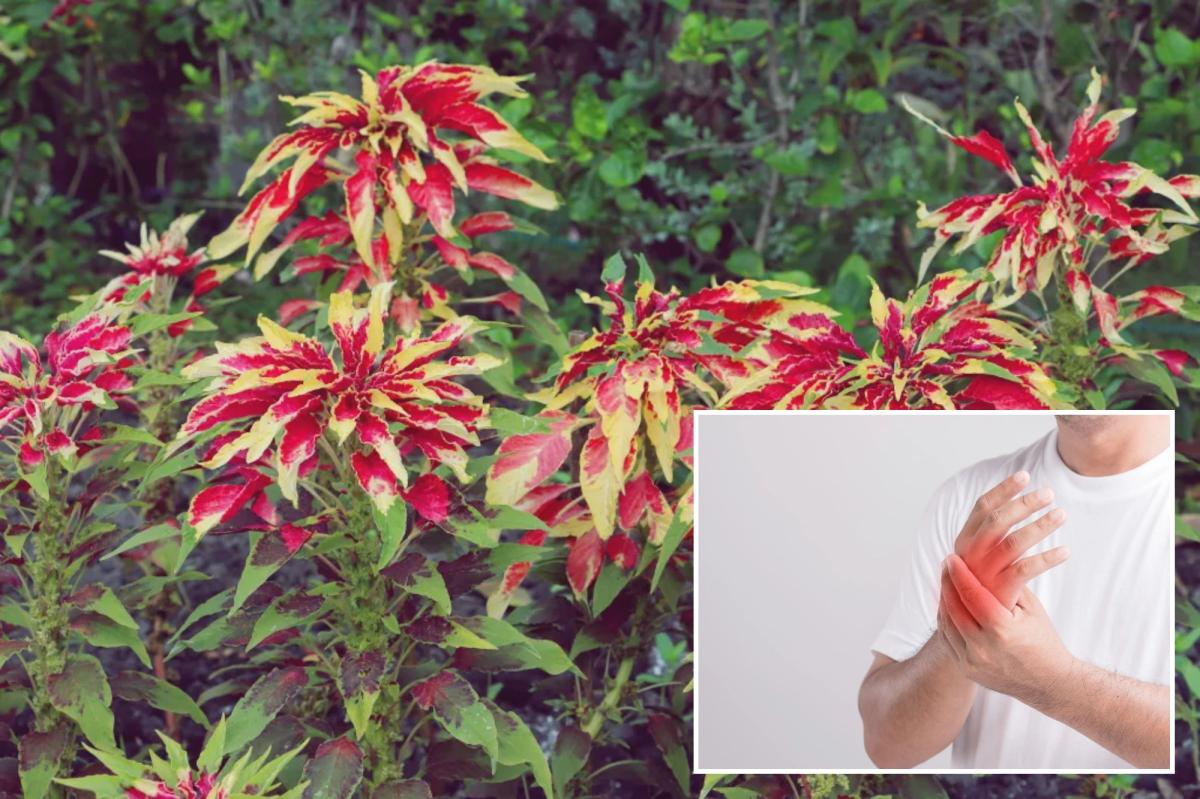 Traditional Brazilian plant shows unexpected strength against arthritis: research