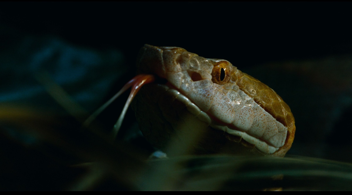 pole to pole nat geo biodiversity anaconda