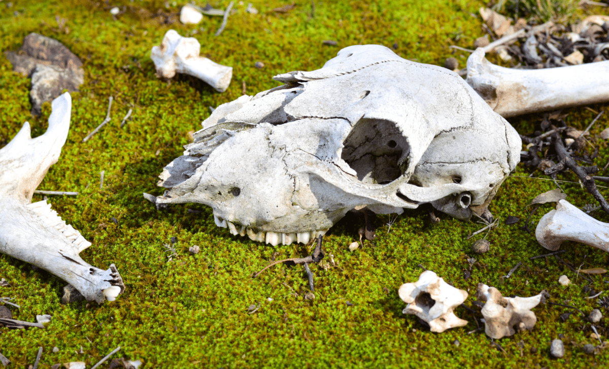 Prehistoric Giants That Hopped Pleistocene Kangaroos Were Surprisingly Agile, Fossil Study Suggests