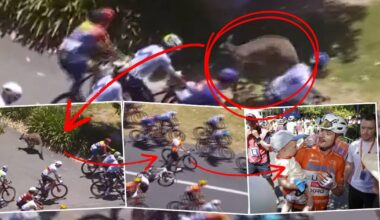 Jay Vine, orange jersey, was knocked off his bike by two kangaroos at the Tour Down Under. Pictures AAP, supplied