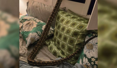 Brisbane woman wakes to find 2.5m python curled up on top of her