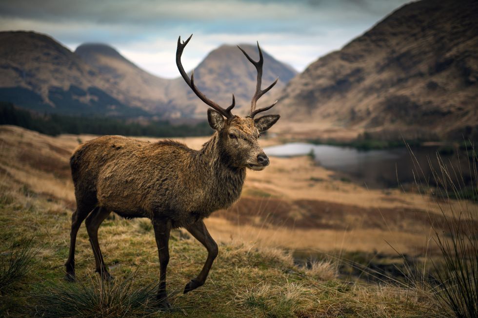 Red deer stag in Scotland