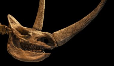 An Ancient Wolf Cub's Last Meal Just Rewrote The Woolly Rhino Extinction Story : ScienceAlert