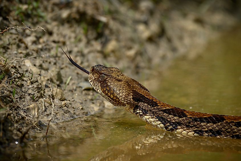 A timber rattlesnake.