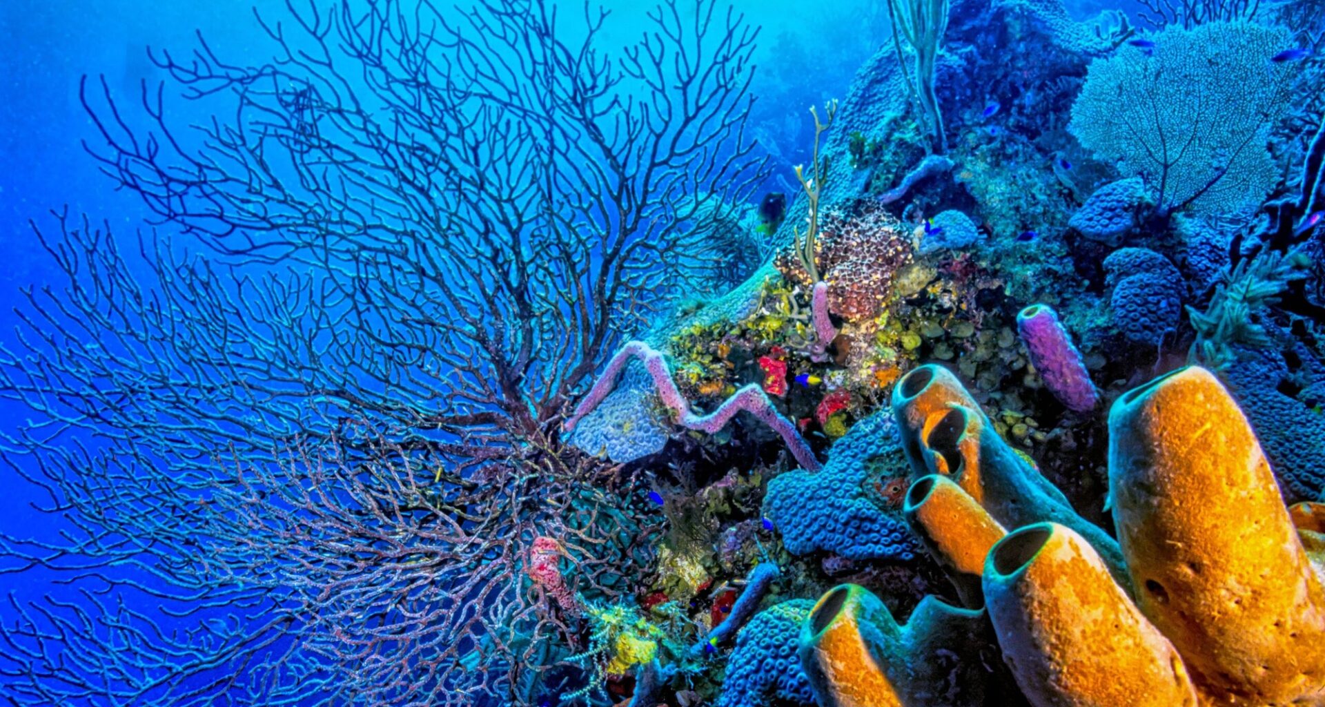 Coral reefs have helped control earth’s climate for 250 million years
