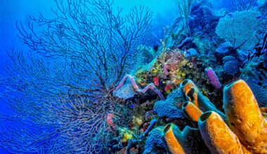 Coral reefs have helped control earth’s climate for 250 million years