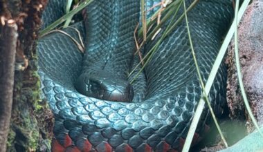 Snake activity on the rise across Newcastle region
