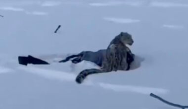 A snow leopard sits alert on top of a person lying in deep snow, with scattered dark objects partially covered by snow around them.