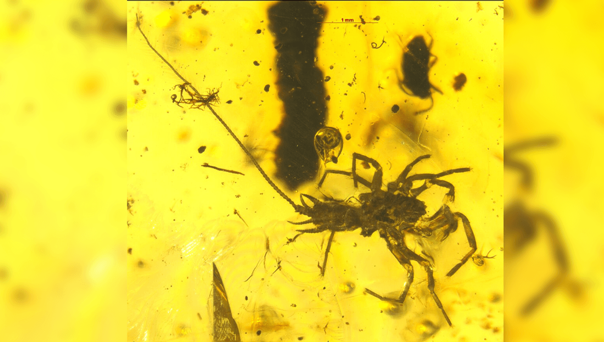 Meet Chimerarachne Yingi, A 100-Million-Year-Old Spider-Like Creature… With A Tail