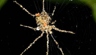 Tropical Spiders Make Fearsome 'Puppets' of Themselves For Protection : ScienceAlert