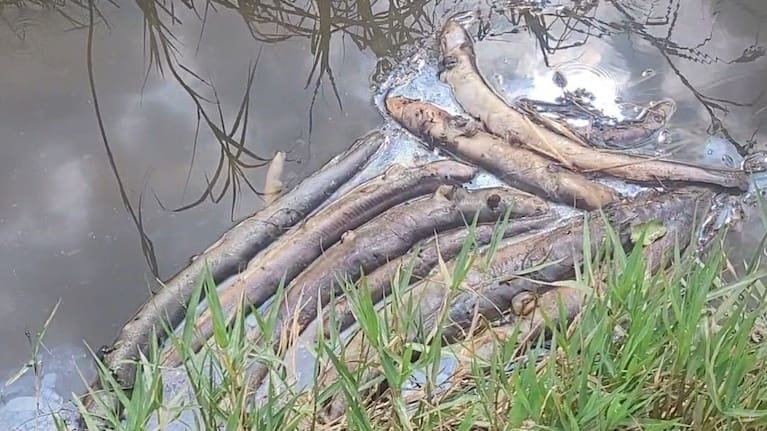 There are dead eels as far as the eye can see in the Waiatai Stream near Wairoa.
