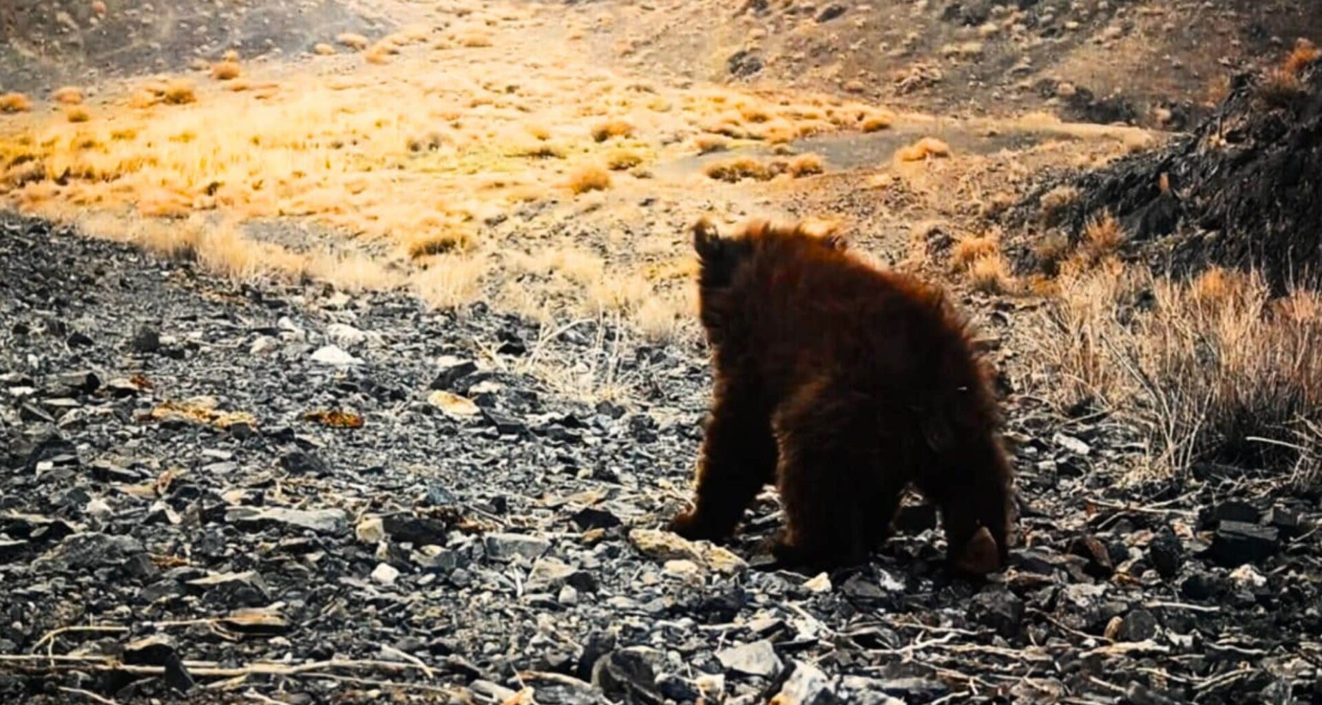 This Rare Bear Hadn’t Been Seen In Years