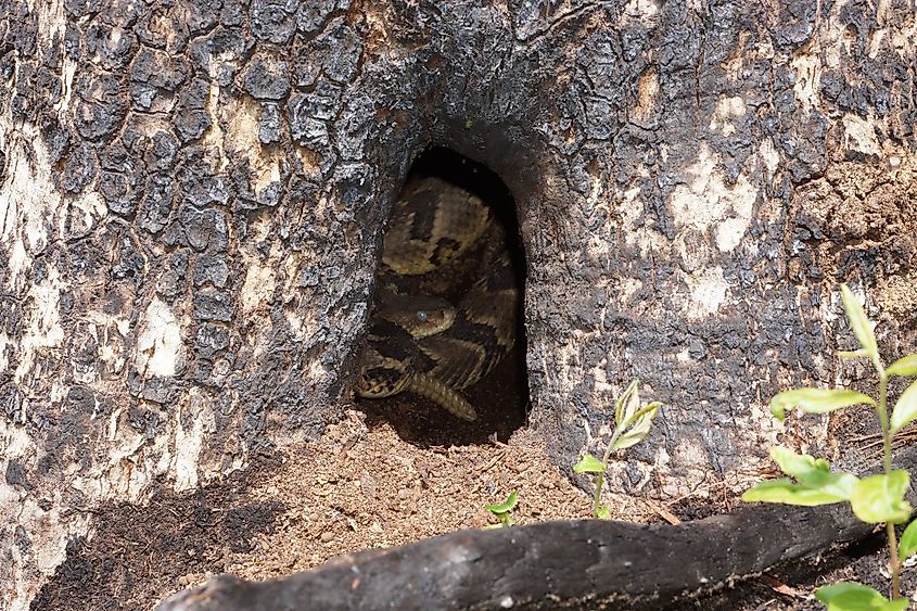 Timber rattlesnake in hiding.