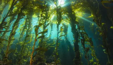 “Marine darkwaves”: Hidden ocean blackouts are putting sealife at risk