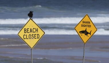 Australia Shark Attack