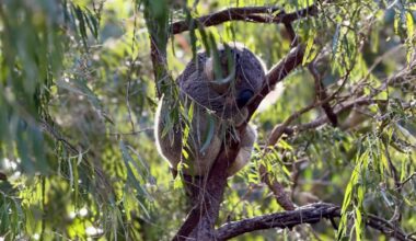 A koala sleeping curled up on a branch of a eucalyptus tree.