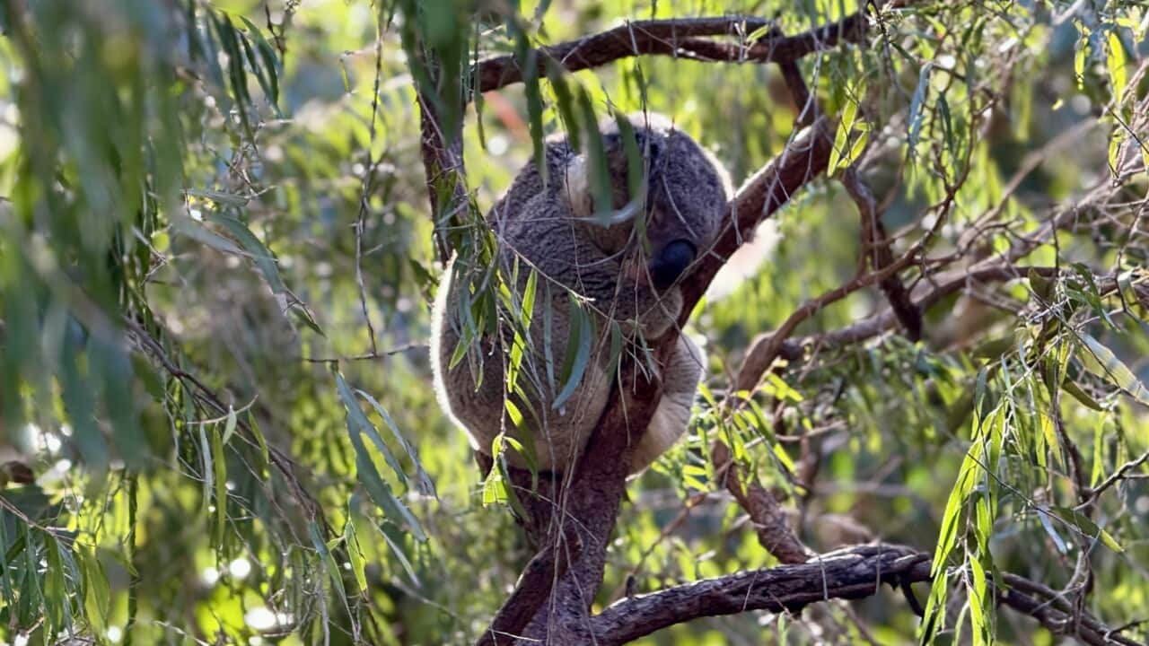 A koala sleeping curled up on a branch of a eucalyptus tree.