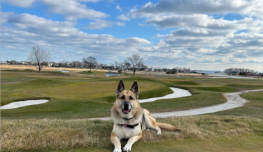 My opponent says I can't take relief from a hole dug by the club's working dog. True? – Australian Golf Digest