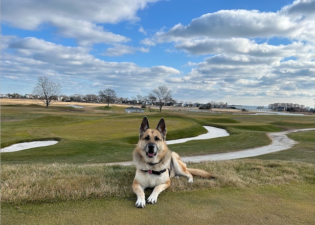 My opponent says I can't take relief from a hole dug by the club's working dog. True? – Australian Golf Digest