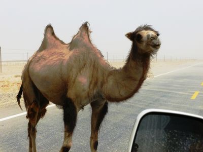 Wild Bactrian camel spotted at the Southern Silk Road between Yarkand and Khotan in Xinjiang,