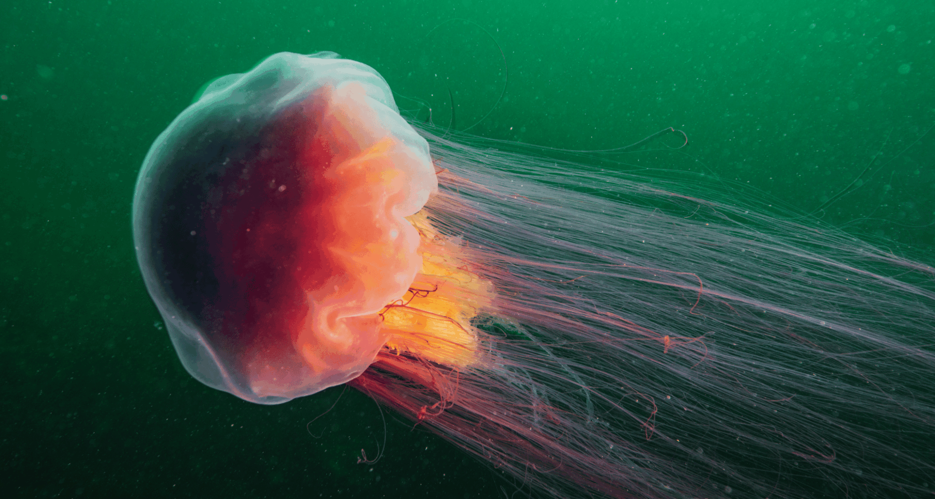 World’s Largest Jellyfish Is So Big, It Makes Blue Whales Look Tiny