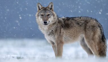 Find Your True Pack Position