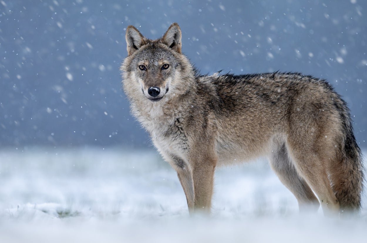 Find Your True Pack Position