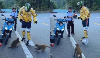 Tourist wraps bananas around body to feed wild monkeys in Da Nang