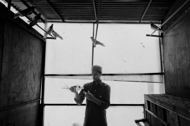 A man stands in a dimly lit aviary, gently holding a pigeon in his hands while other pigeons perch on wooden beams above and around him. Sunlight filters through a translucent wall behind him.