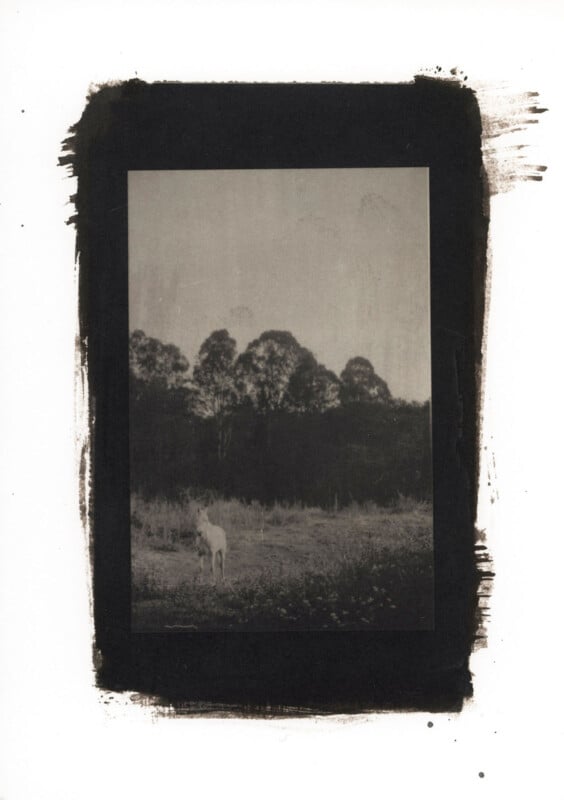 A black-and-white photo of a grassy field with a single deer standing in the lower left foreground. Tall trees line the background. The photo has uneven, dark brushstroke borders.