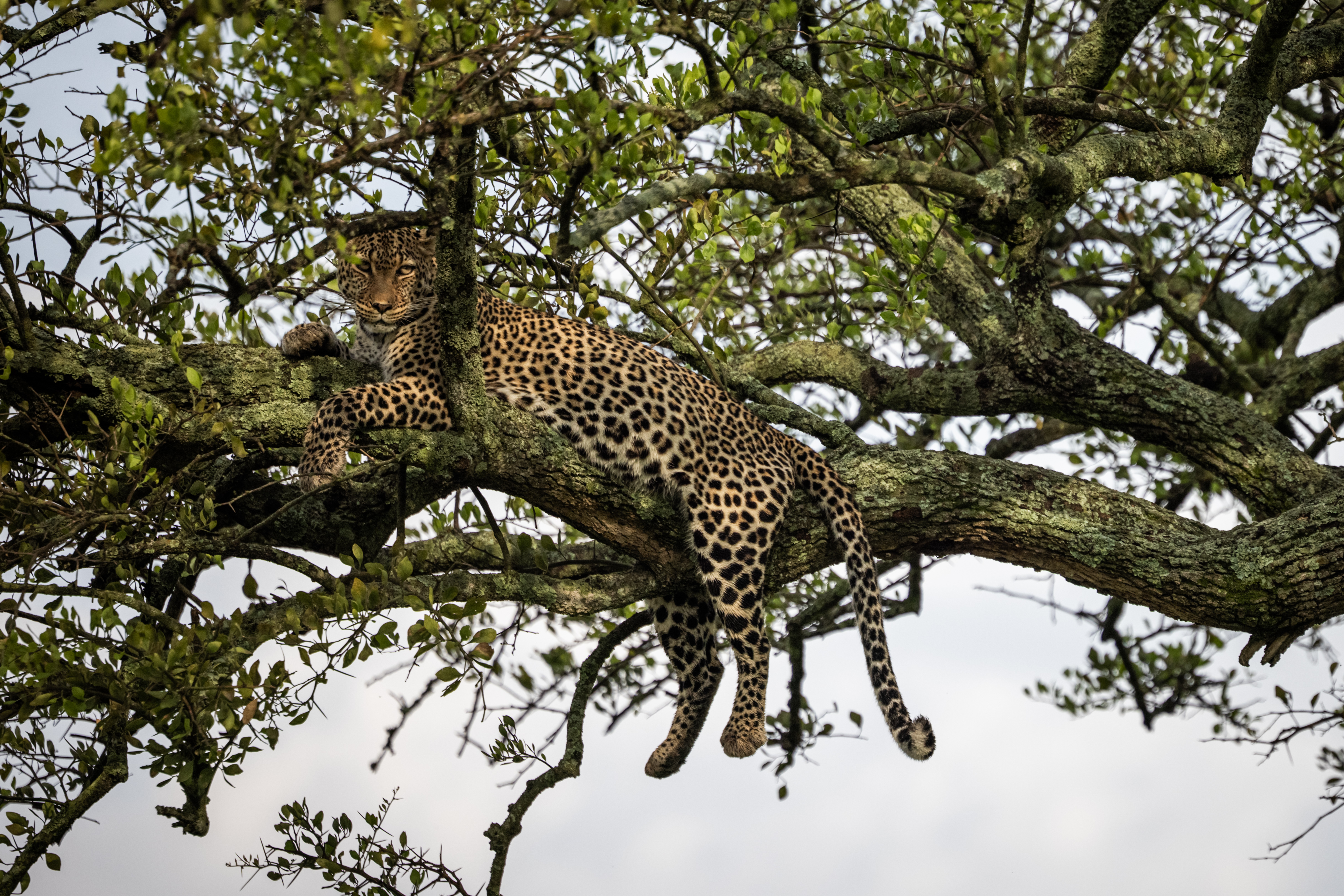 A leopard rests on a tree branch in the Masai Mara National Reserve.