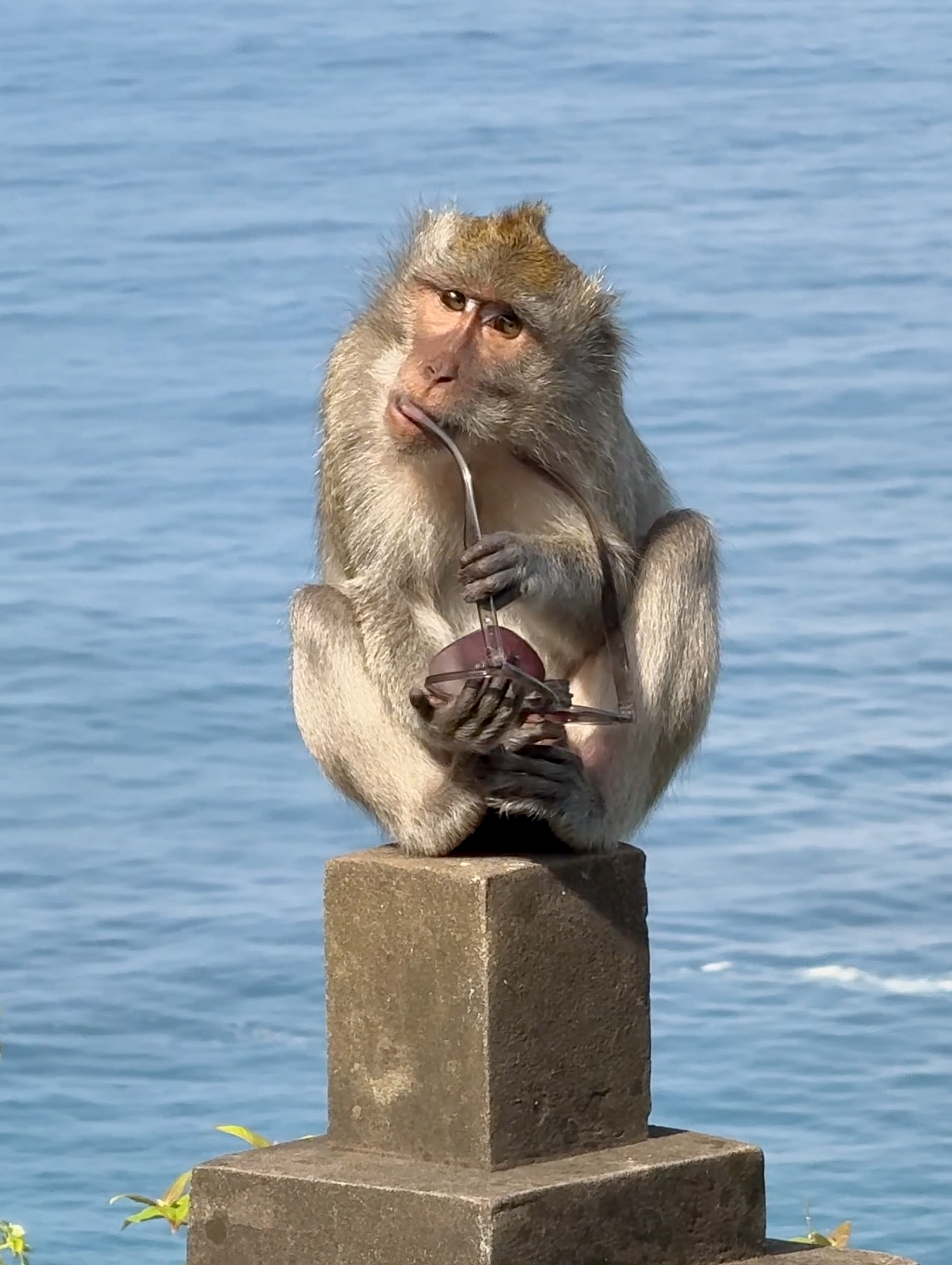 Long-tailed macaque sitting on a stone pillar holding a pair of sunglasses and licking the arm of the glasses, with the ocean in the background.