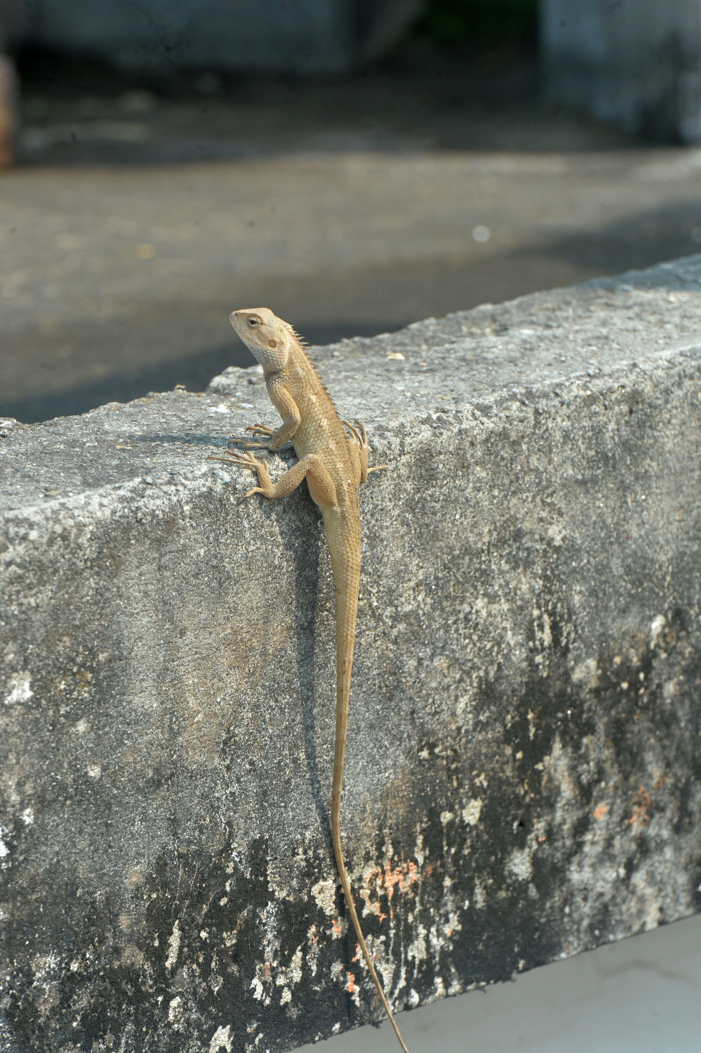 Siliguri, West Bengal, India. 11th Feb, 2026. A Oriental Garden Lizard sits on a wall near the tree plants in Siliguri. (Credit Image: ¿ Diptendu Dutta/ZUMA Press Wire) EDITORIAL USAGE ONLY! Not for Commercial USAGE!