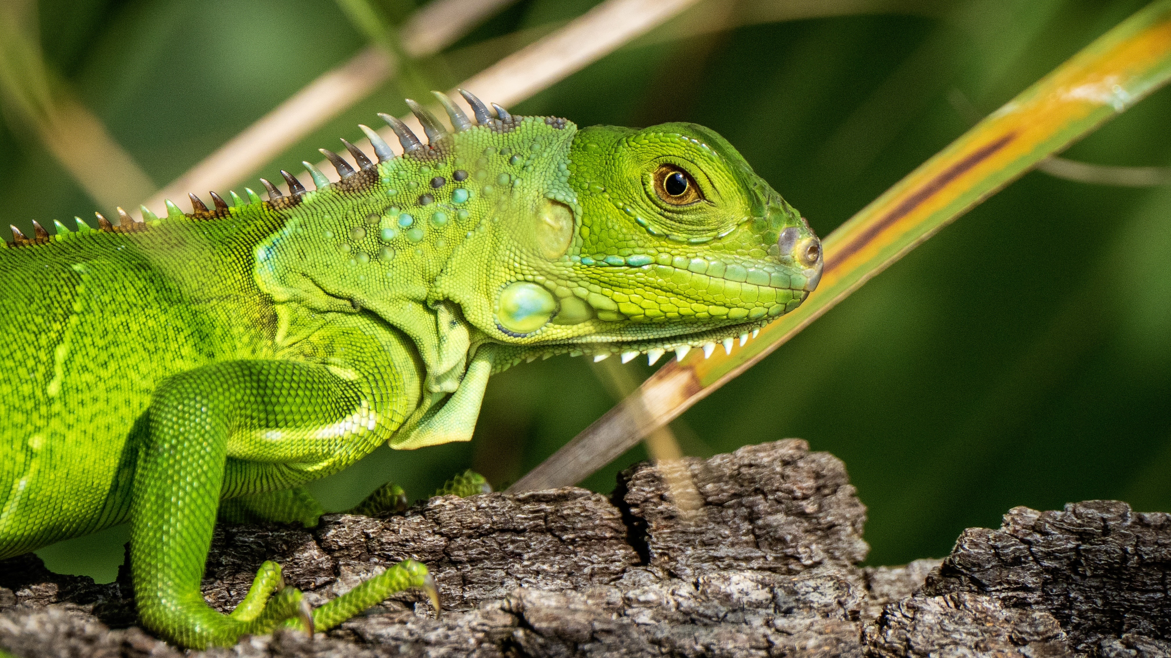 Close-up of a vibrant green iguana perched on a tree trunk in its natural habitat.